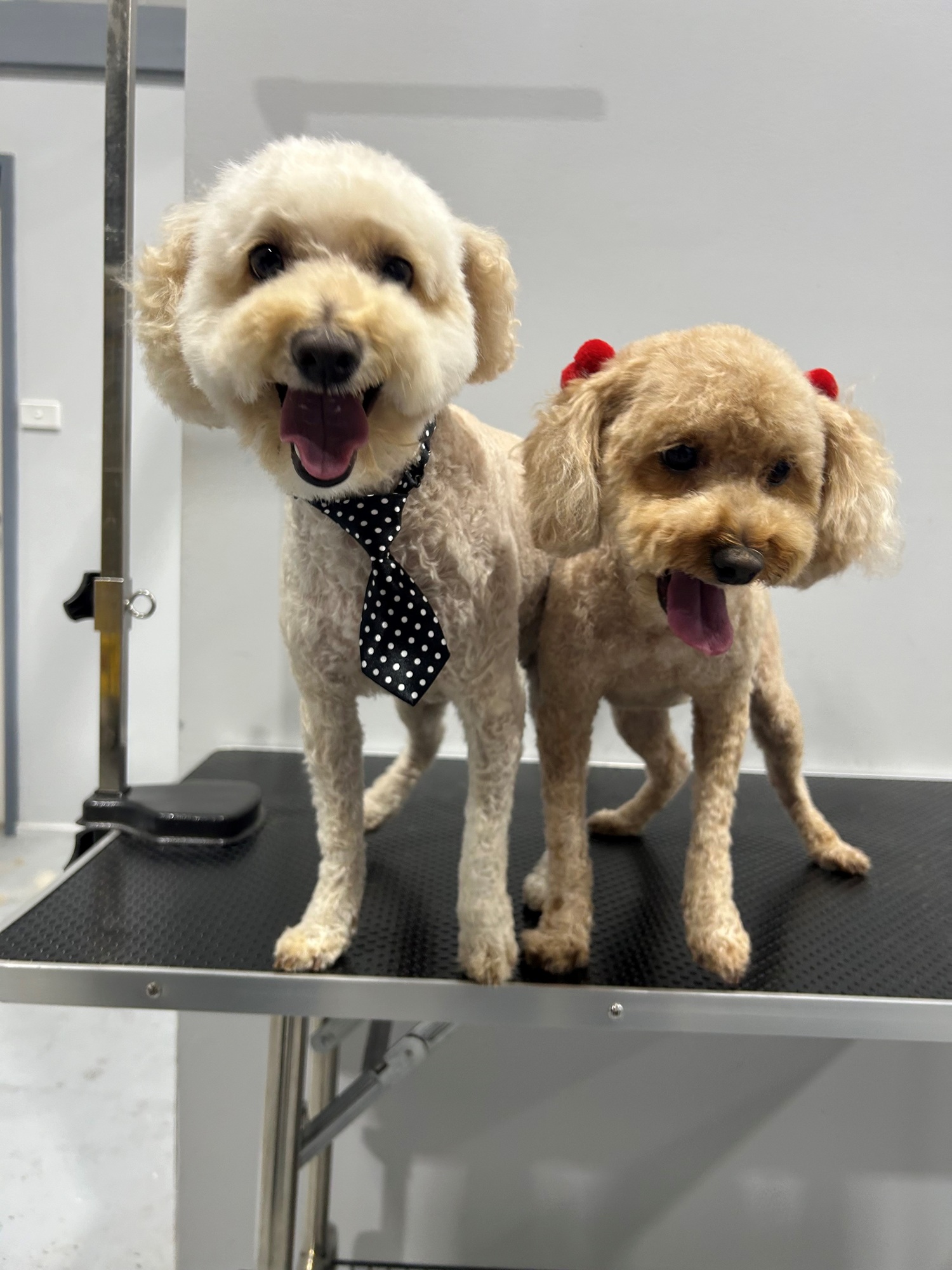 2 dogs with tie and ear bobbles