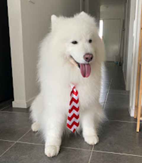 bath and de shedding samoyed dog breed