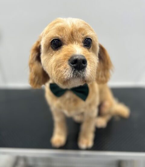 golden dog with green bowtie