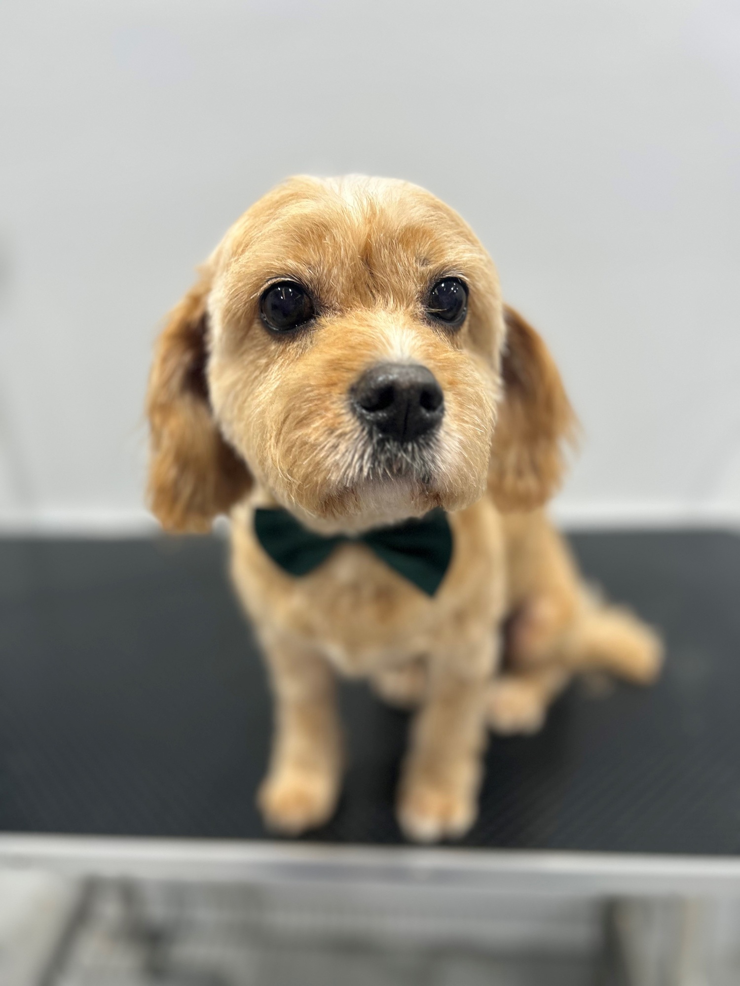 golden dog with green bowtie