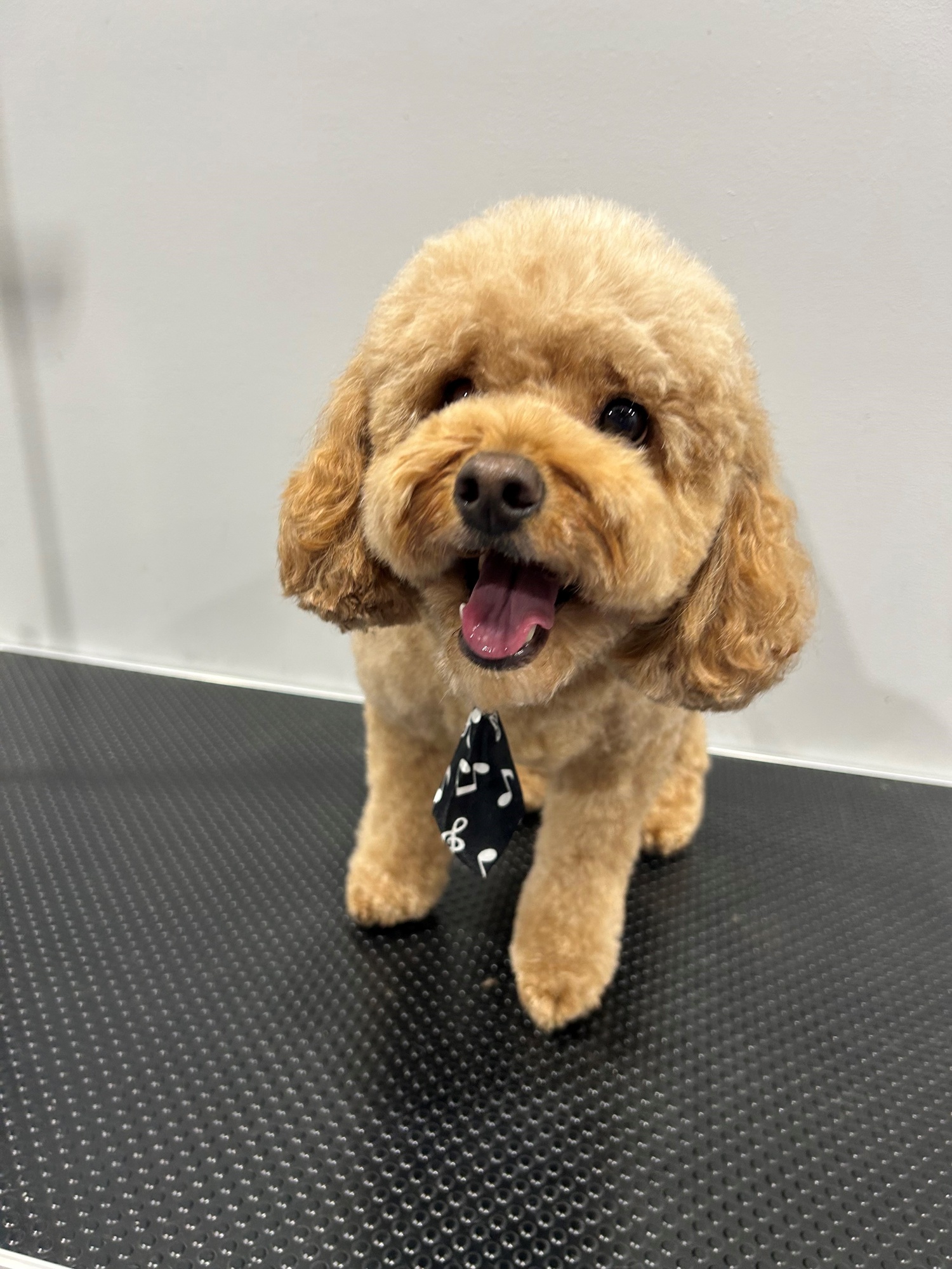 golden dog with musical tie looking so happy
