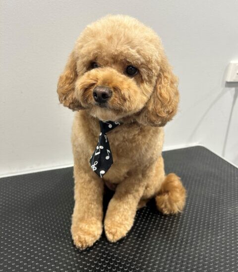 golden dog with musical tie