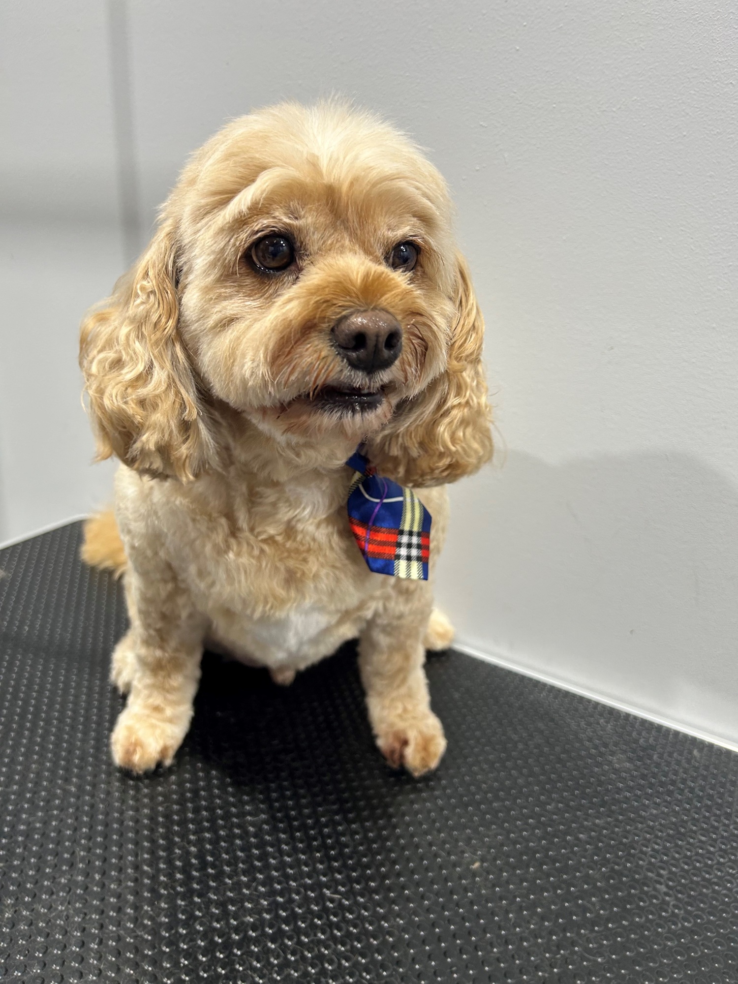 golden dog with patterned tie
