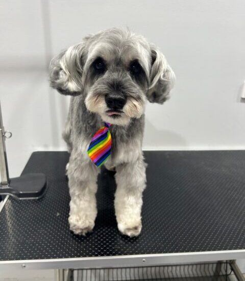 grey dog with colourful tie