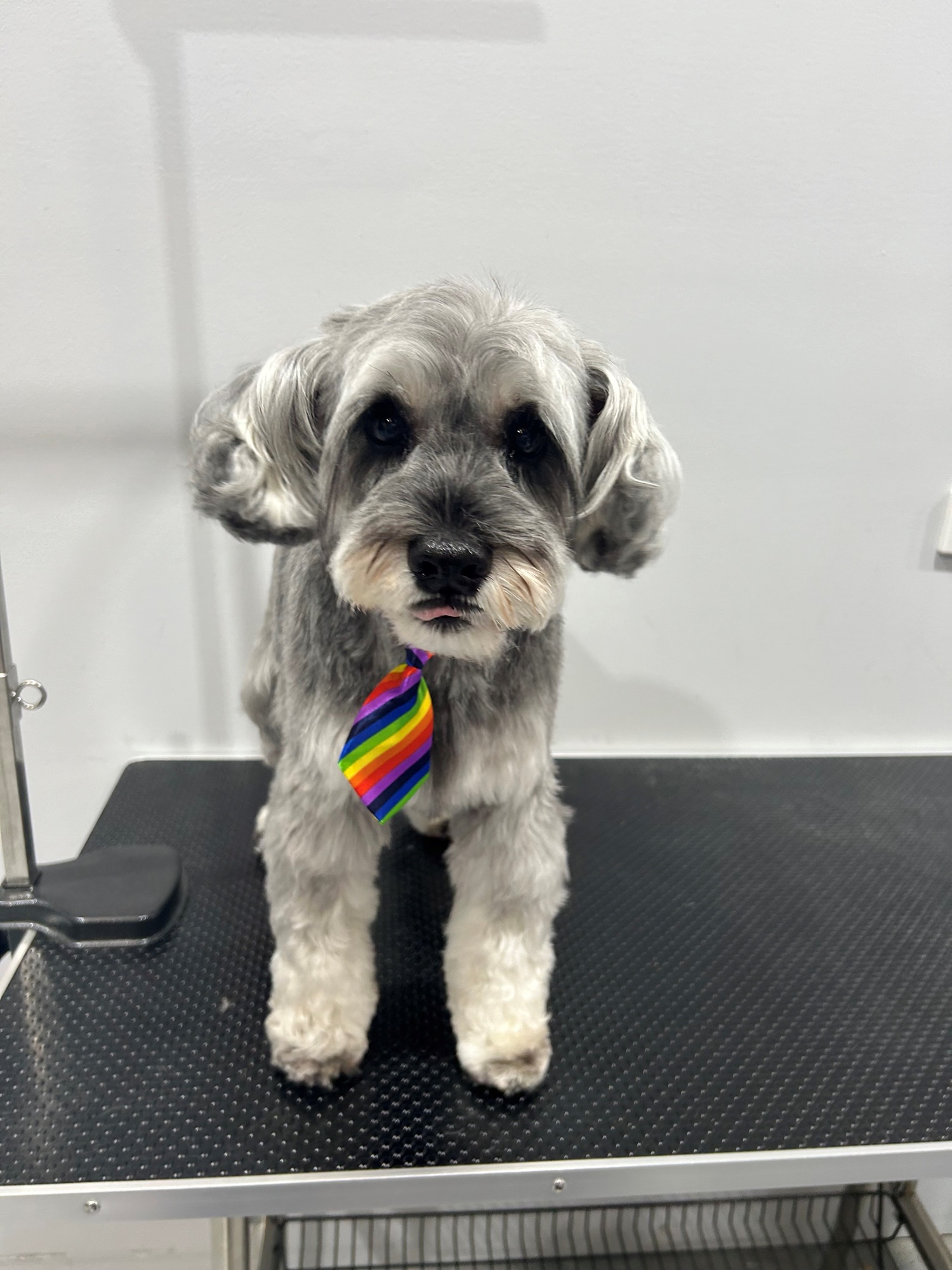 grey dog with colourful tie