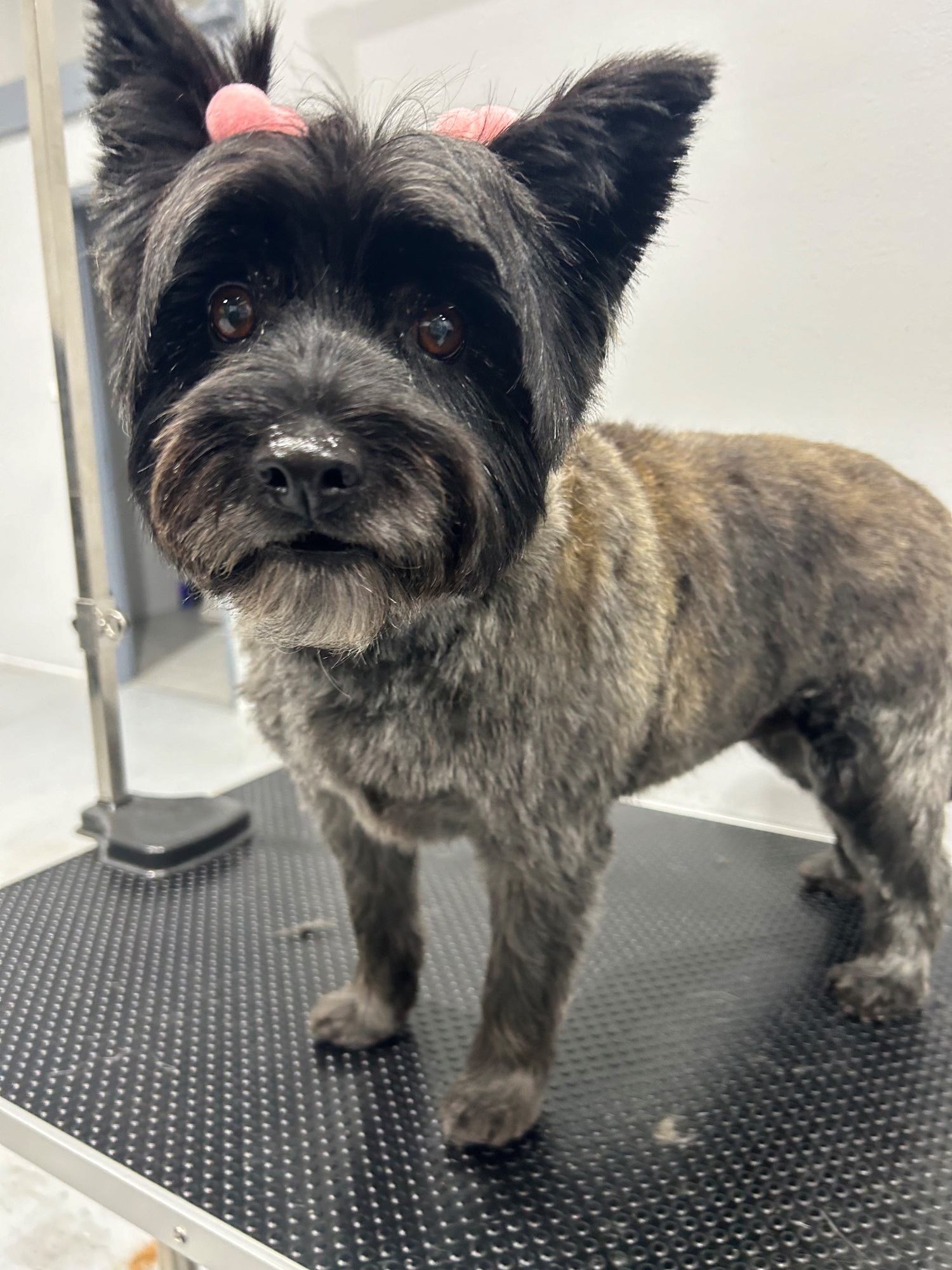 grey terrier with pink ear bobbles