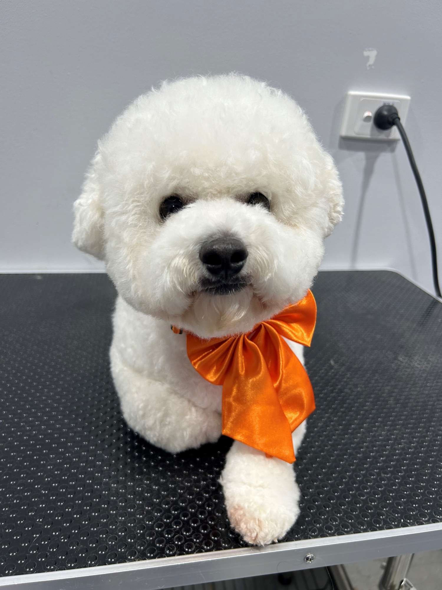 white dog with orange tie