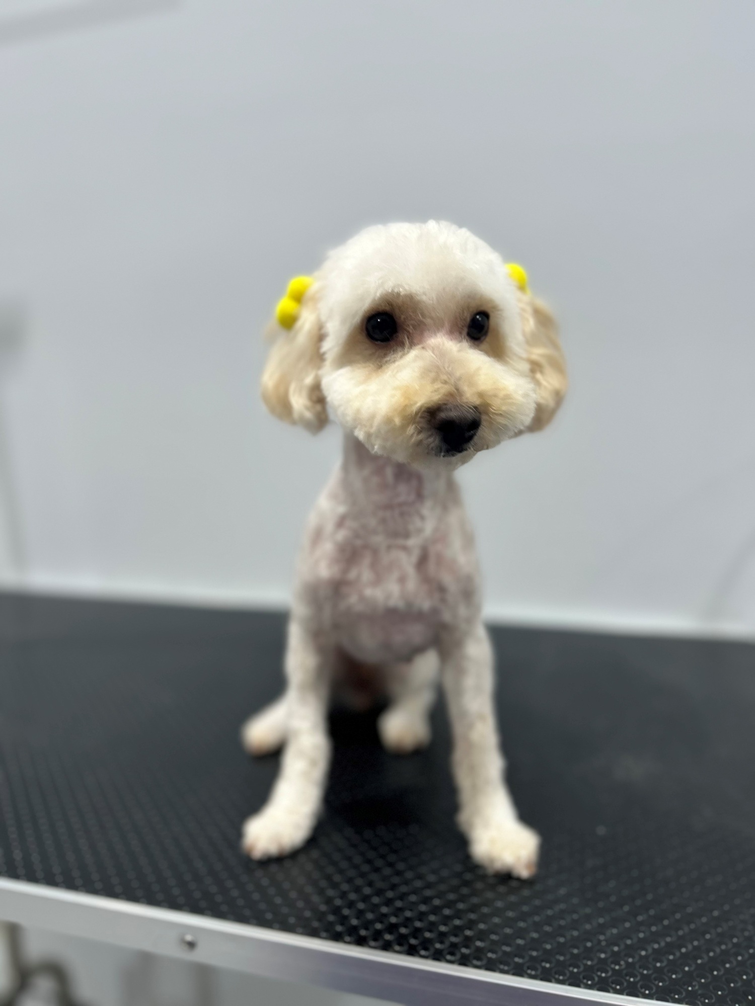 white dog with yellow ear bobbles
